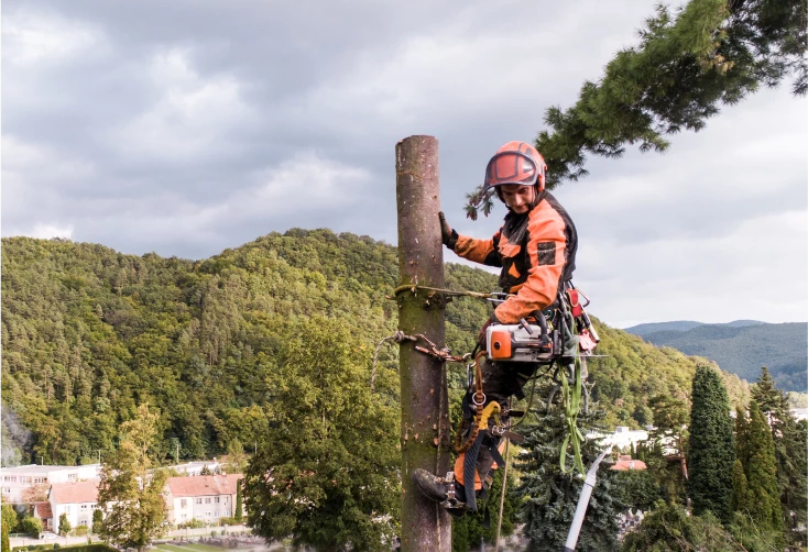 worker cutting down a tree